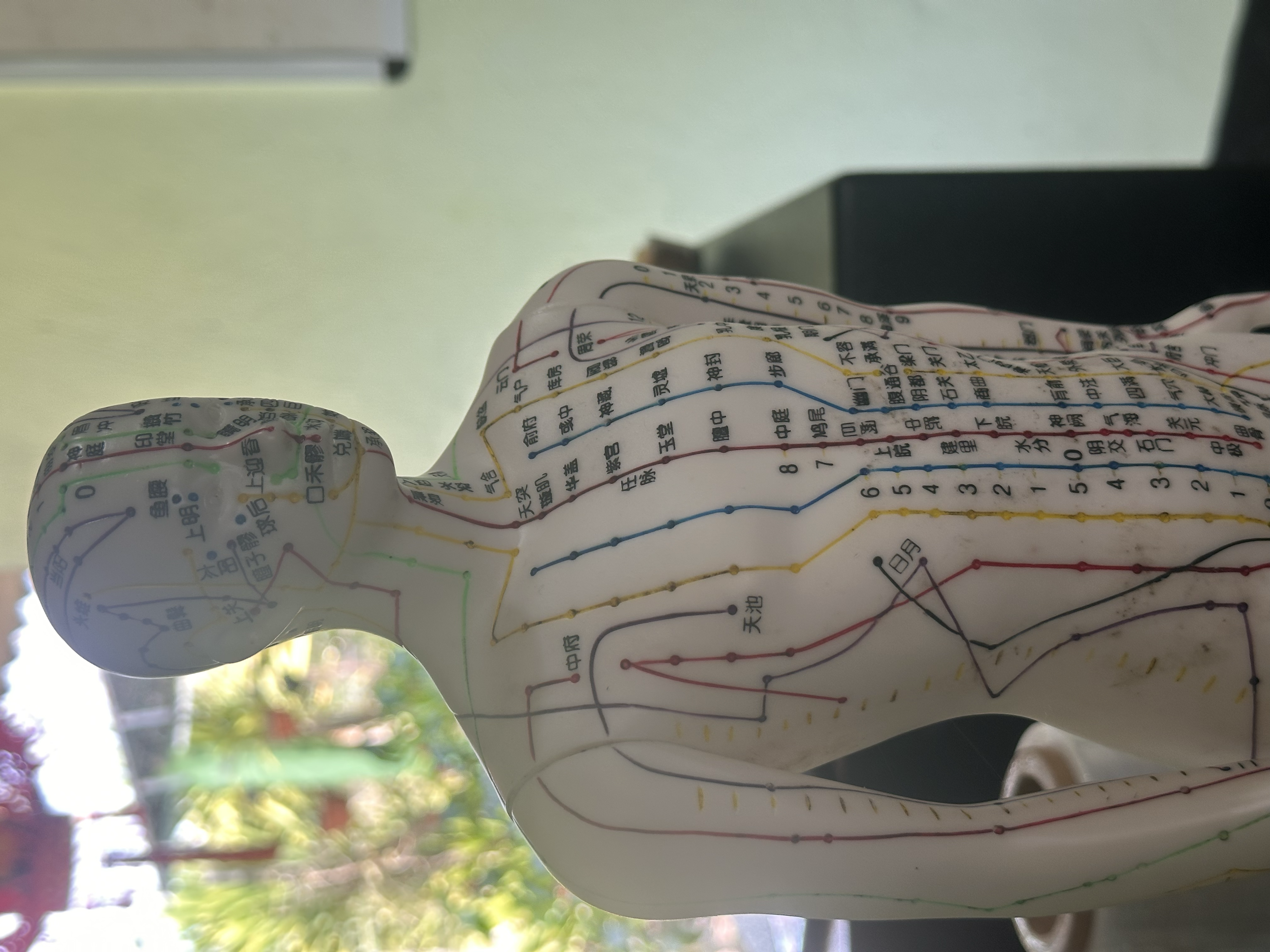 Acupressure meridian model