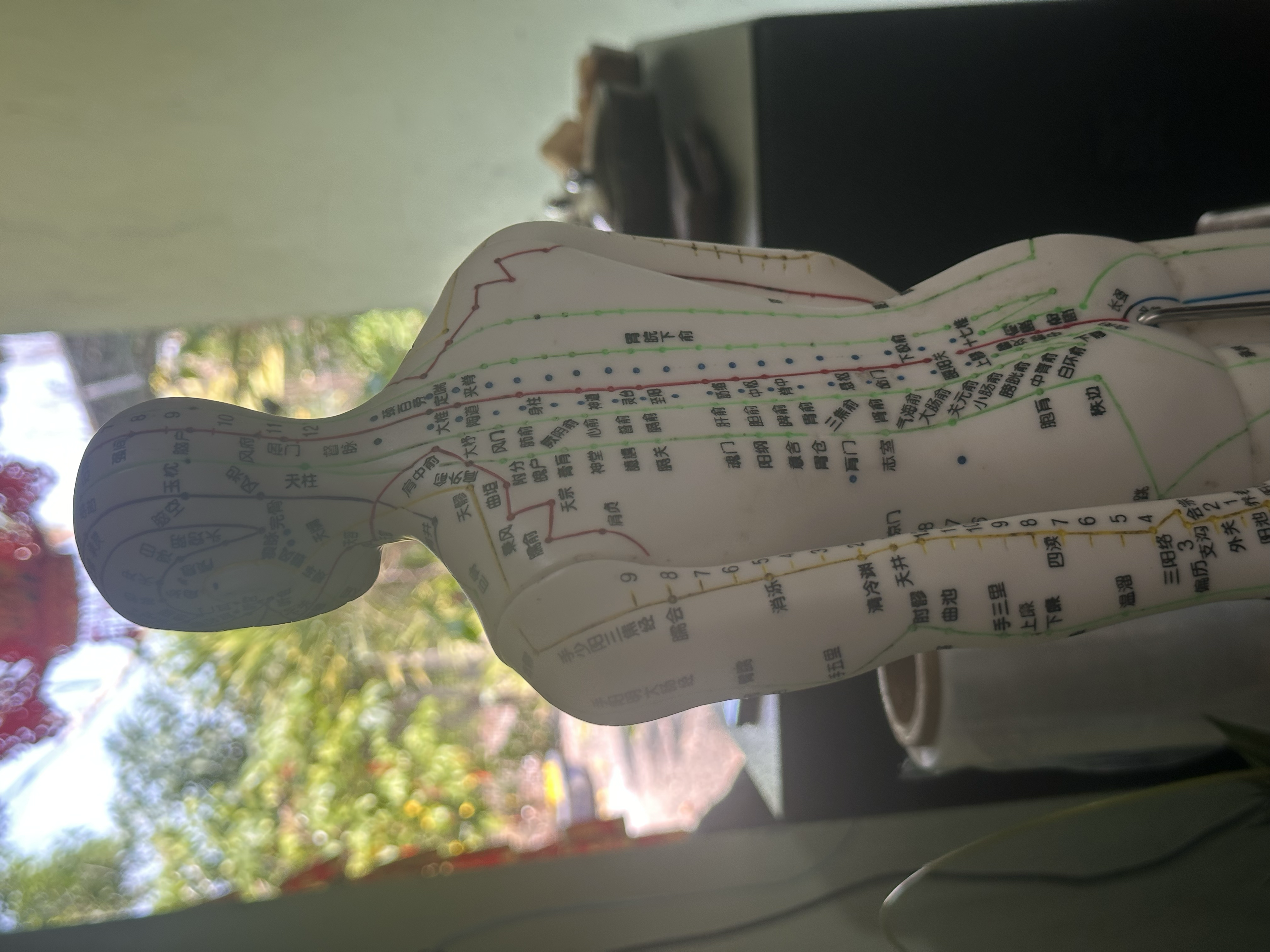 Acupressure model